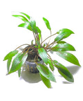 Marcus Fish Tanks - Cryptocoryne Wendtii Green Crypt Wendtii Easy Live Aquarium Plants for Aquatic Freshwater Fish Tank B2 GET 1