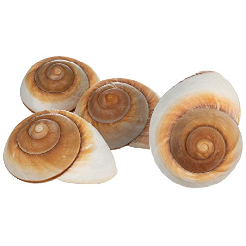 Hermit Crab Shells | Shells for Hermit Crabs | 4 Muffin Snail Shells 2.5"- 3" | Opening Size Approx. 1.25" | Hermit Crab House for Décor | Plus Free Nautical eBook by Joseph Rains - color: 4 Muffin Snail