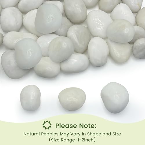 10 lbs White River Rocks, Polished Pebbles for Indoor Plants, 1-2 inch Decorative White Stones for Plants Vase Aquarium Fish Tank and Outdoor Garden Landscaping Rocks