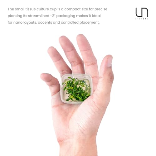 Ultum Nature Systems Live Tissue Culture - Anubias Minima Dragon Claw (Anubias Minima) - Easy - Low to Medium Light - Green Accent - Midground - 100% Snail Free Grown in-Vitro - color: Anubias Minima Dragon Claw - Small Cup