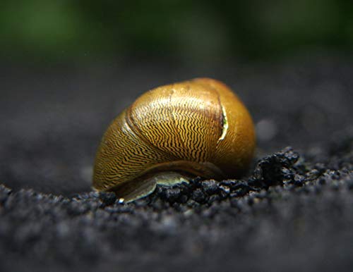 Aquatic Arts 10 Tiger Eye/Olive Nerite Snails | Mini Aquarium Snail | Betta Safe Glass Clearer | Nano Tank Accessories - size: 10-SNAILS