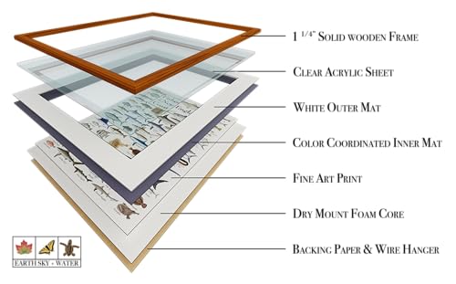 Earth Sky + Water - Fishes of the New England Coast - Double-matted Posters with Honey Frame - color: Honey Frame