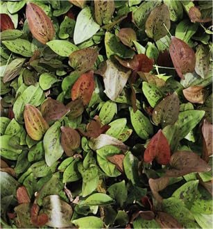 Echinodorus Red Mystery Sword – Beginner Friendly Live Aquatic Plant (Pot) - style: Pot