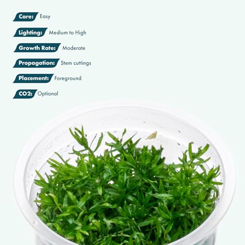 SubstrateSource Live Plant - Peplis Diandra (Didiplis Diandra) - Foreground Stem with Bright Green and Orange Hues, Snail-Free in Vitro Aquarium Plant - Tissue Culture - color: Didiplis Diandra