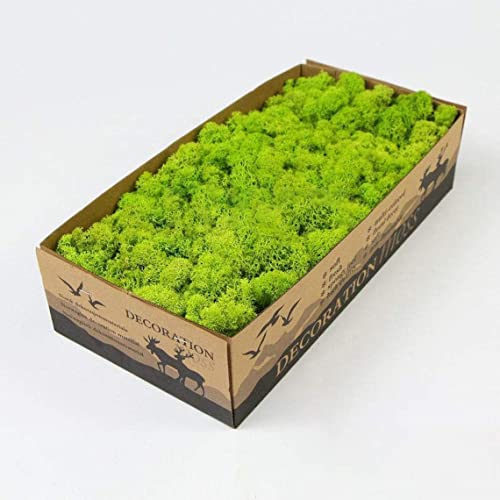 Preserved Reindeer Moss Natural Green DIY Kit Gardenning Art Wall Decor Florist Decor Easter Table Decor Wedding - color: Green-01, size: 0.85 lb