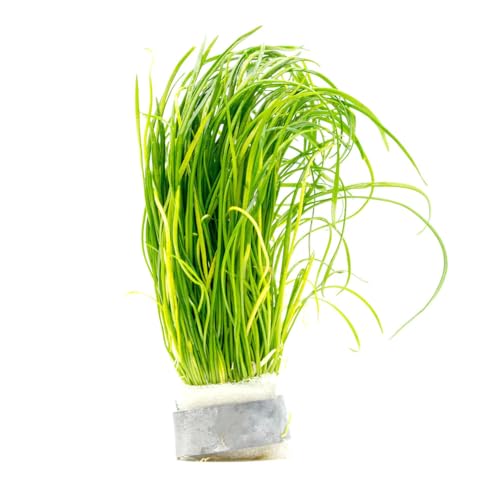 SubstrateSource Live Plant - Quillwort (Isoetes velata VAR. sicula) - Moderate Care, Medium to High Light, Bright Green Accent, Freshwater Aquatic Plant for Aquascaping - Lead Bunch - color: Isoetes Velata Var. Sicula, size: Lead Bunch - 1 Pack