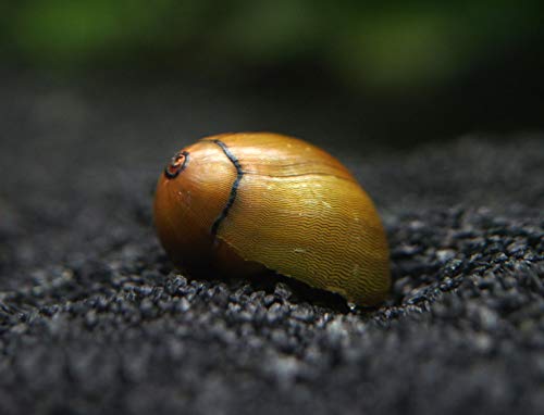 Aquatic Arts 10 Tiger Eye/Olive Nerite Snails | Mini Aquarium Snail | Betta Safe Glass Clearer | Nano Tank Accessories - size: 10-SNAILS