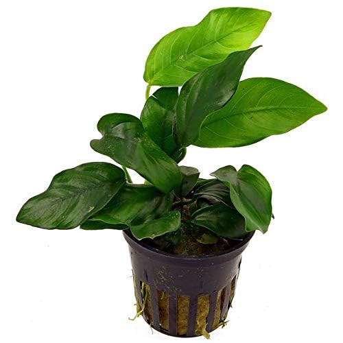 Potted Anubias Plants | Live Freshwater Aquatic Plants for Aquariums and Terrariums - Low Light, Low Maintenance Plants. (Potted Anubias VAR Nana, 5 Pack) - color: Potted Anubias VAR Nana