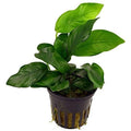 Potted Anubias Plants | Live Freshwater Aquatic Plants for Aquariums and Terrariums - Low Light, Low Maintenance Plants. (Potted Anubias VAR Nana, 5 Pack) - color: Potted Anubias VAR Nana