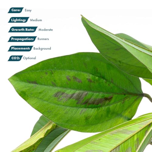 SubstrateSource Live Plants - Echinodorus cordifolius 'Hybrid' - Medium Light, Bright Green Accent for Background Freshwater Aquascaping in Community or Biotope Planted Aquarium - Pot - color: Ech. Cordifolius Hybrid, size: 1 Pot