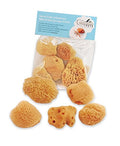 Hermit Crab- All Natural Sea Sponges - 5 Pack Unbleached, Provides Nutrients, Safer Drinking, Helps Maintain Habitat Tank Humidity and Aquarium Decor, Premium Care for Your Crabs