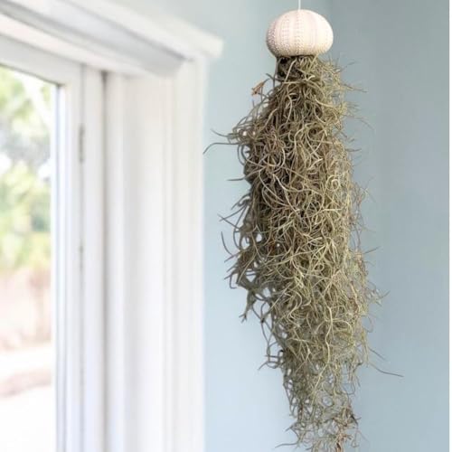 Jellyfish Spanish Moss Live Hanging Air Plant Ornament in Sea Urchin Shell (Small Purple Urchin) - size: Small Purple Urchin