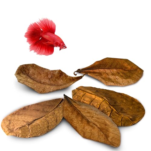 SunGrow 10 Indian Almond (Catappa) Leaves 8″ for Betta Fish – Natural Aquarium Water Conditioner, Adds Tannins, Lowers pH, Fin Growth and Enhances Color, Stress Relief, Water Softening Treatment