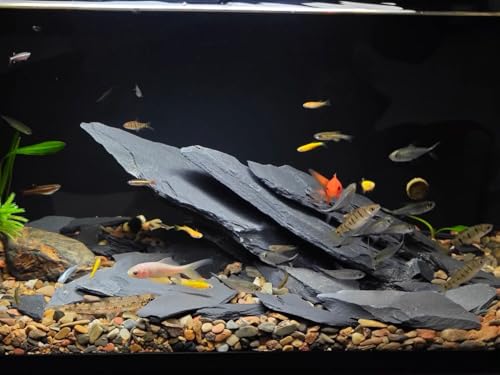 Fish Tank Rock Natural Slate Rocks 2 to 8 inch Aquariums Stone for Aquascaping,Terrariums, Reptile Enclosures,Paludariums,and Gardens-20lb - size: 20lb（2-8'')