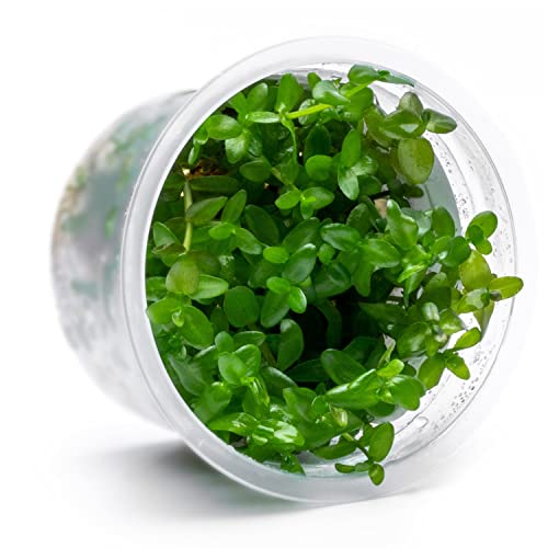 SubstrateSource Live Plant - Bacopa Caroliniana Red Tissue Culture Aquatic Live Aquarium Plant - 100% Snail Free in Vitro Cup (Bacopa Caroliniana Red) - color: Bacopa Caroliniana Red