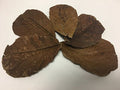 Awesome Aquatics Betta/Shrimp Leaves 5 Premium Catappa Indian Almond Leaves Natural Habitat Tannin Producing Improves Immunity, Easy to USE