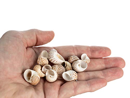 Hermit Crab Shells | Turbo Shells | 12 Natica Tigrina Turbo Shells 1/2"- 1.5" | Hermit Crab House for Décor | Plus Free Nautical eBook by Joseph Rains