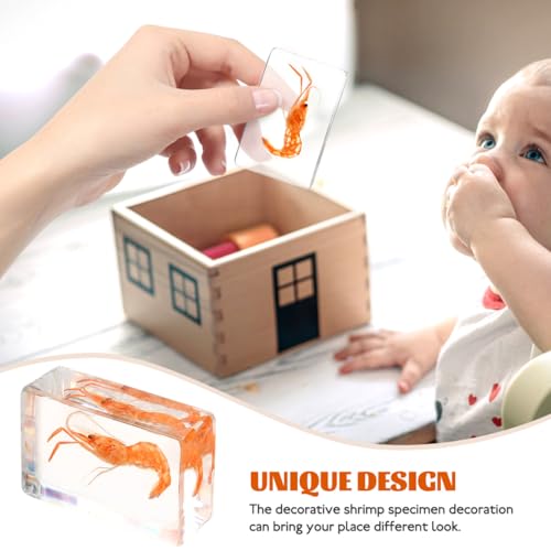 GARVALON Artificial Resin Shrimp Specimen for Education and Home Collection Teaching Tool for Science Class Decorative Paperweight with Realistic Shrimp Display Biology Studies