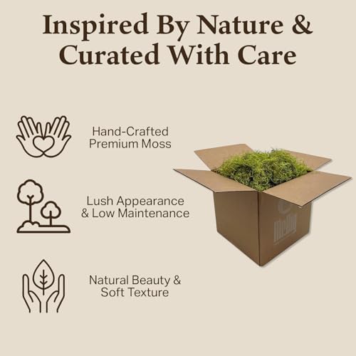 Preserved Spanish Moss - Decorative Dried Moss for Crafts, Home Decor, Art, Design & DIY Projects - for Indoor Use - Chartreuse - Standard Box - Covers 10-12 sq. ft. - color: Chartreuse, size: Large