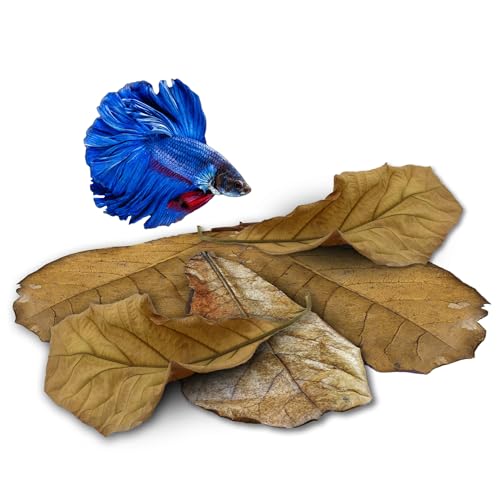 JOR 25 Pack Large Catappa Indian Almond Leaves for Bettas, 7-9 Inches, Effortless Water Conditioning, Great Values, Help Bettas and Tropical Fish Thrive