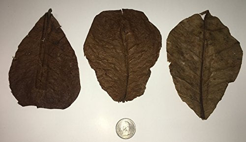 Awesome Aquatics Betta/Shrimp Leaves 5 Premium Catappa Indian Almond Leaves Natural Habitat Tannin Producing Improves Immunity, Easy to USE