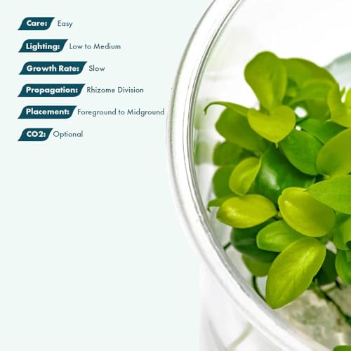 SubstrateSource Live Plant - Anubias Nana Golden - Foreground to Midground Rhizome with Light Green Leaves, Snail-Free in Vitro Aquarium Plant - Tissue Culture - color: Anubias Nana Golden