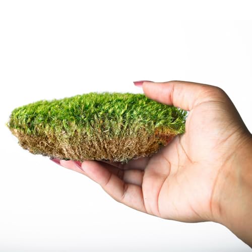 SuperMoss (21538) Mood Moss Preserved, Fresh Green, 3 Pounds - color: Fresh Green, size: Appx. 3 lb Bulk Case