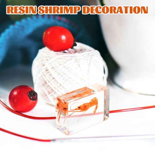 GARVALON Artificial Resin Shrimp Specimen for Education and Home Collection Teaching Tool for Science Class Decorative Paperweight with Realistic Shrimp Display Biology Studies