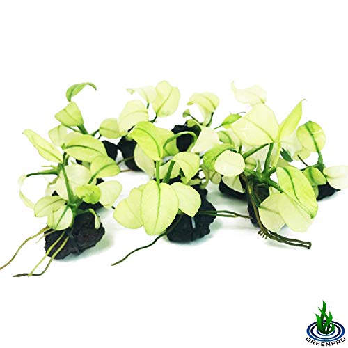 Anubias Nana Marble White Pinto Nano Mini Tissue Culture Freshwater Live Aquarium Plants Decoration