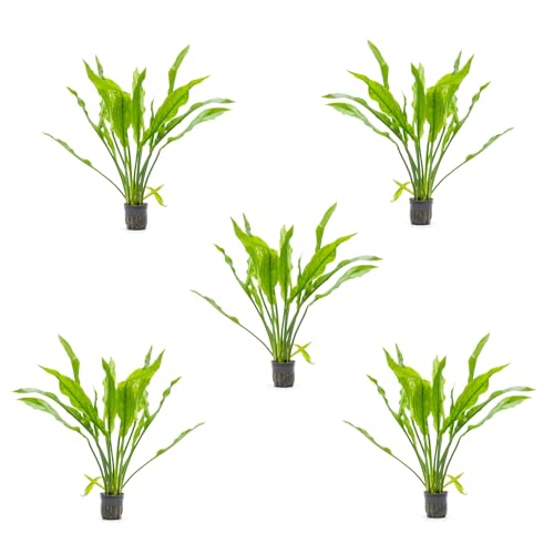SubstrateSource Amazon Sword Echinodorus Bleheri Live Plant for Freshwater Aquariums, Natural Fish Tank Decorations, and Aquatic Decor (5 Pots (10-15 Plants)) - color: Ech. Bleheri, size: 5 Pots