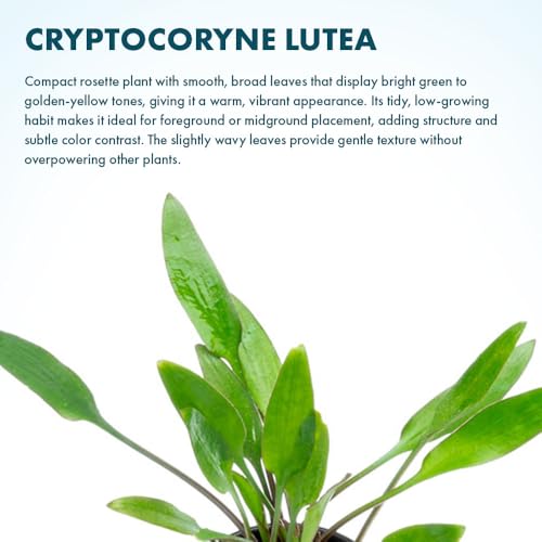 SubstrateSource Cryptocoryne Live Aquarium Plants - Freshwater Plant for Aquariums, Planted Fish Tanks - Beginner Friendly (Lutea, 3 Pots (15-20 Plants)) - color: Lutea, size: 3 Pots