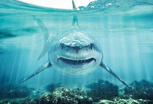 Haoyiyi 7x5ft Underwater Shark Backdrop Deep Under Sea Seabed World Great White Shark Aquarium Photography Background Baby Boy Birthday Celebration Theme Party Kid Diver Portrait Photo Studio Props