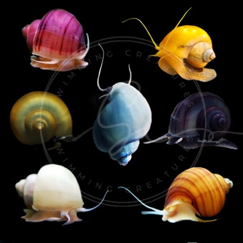 Swimming Creatures 10 RED Rili Premium Quality Neocaridina Shrimps with 3 Assorted Mystery Snails, Freshwater Aquarium, 100% Live Arrival Guarantee