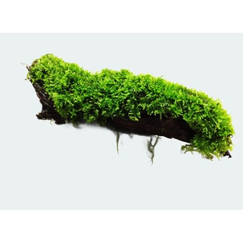 Aquarium Moss On Driftwood - Live Aquarium Plant - Freshwater - Low Light - size: Extra Small 2-4 Inches