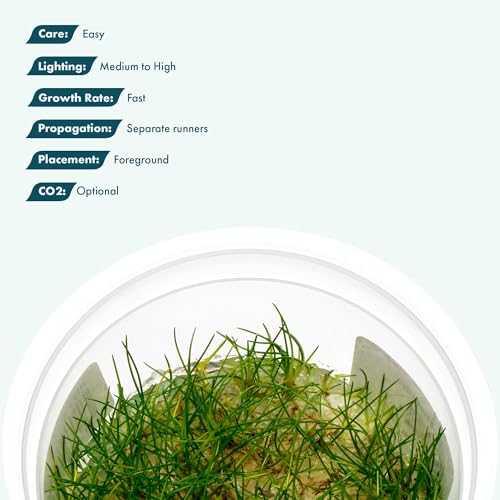 SubstrateSource Live Aquarium Plant - Eleocharis parvula - Snail Free in-Vitro Easy Care Freshwater Aquatic Plants for Aquascaping, Med - High Light, Fast Growth - Tissue Culture - color: Eleocharis parvula