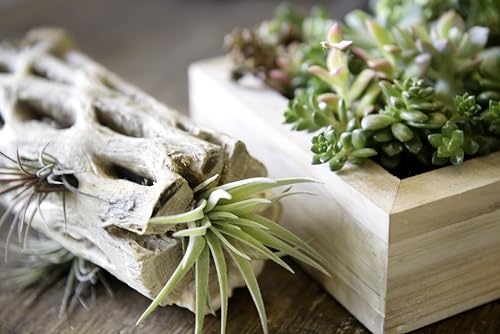 SuperMoss Cholla Wood 6" Terrarium Aquariam Decoration or Plant Succulant Airplants 3pk