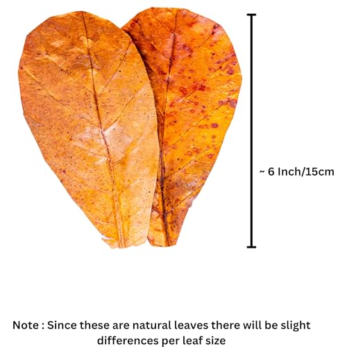 Premium Catappa Leaves for Shrimp Tanks – 10 Indian Almond Leaves (6-7") for Neocaridina, Cherry, Amano & Ghost Shrimp, Snails, Crayfish, Biofilm Grazing & Blackwater Aquariums