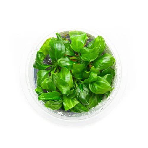 SubstrateSource Live Plant - Giant Anubias - Background Rhizome with Dark Green Leaves, Snail-Free in Vitro Aquarium Plant - Tissue Culture - color: Anubias Barteri Gigantea