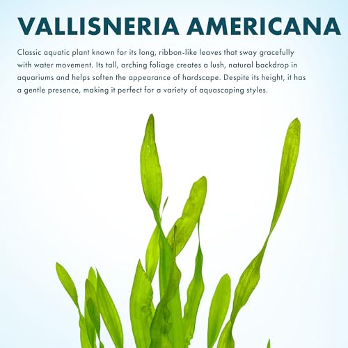SubstrateSource Live Plant - Tall Grass, Vallisneria Americana - Easy Care, Moderate to High Light, Bright Green Accent, Freshwater Aquatic Plant for Aquascaping - Lead Bunch - color: Americana, size: Lead Bunch - 1 Pack