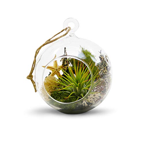 WGV Hanging Terrarium Globe, Width 4", Height 4.75", DIY Air Succulent Planter, Clear Glass Vase Orb with Flat Bottom, Candle Holder for Windowsill Outdoor Garden Decor, 6 Pieces Bulk - size: 4" Flat Bottom