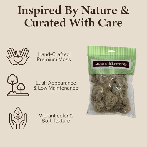 Preserved Reindeer Moss - Moss for Crafts, Home Decor, Art, Design & DIY Projects - Non-Toxic - USA Made (Natural, Small) - color: Natural, size: Small