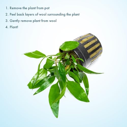 SubstrateSource Cryptocoryne Live Aquarium Plants - Freshwater Plant for Aquariums, Planted Fish Tanks - Beginner Friendly (Petchii, 1 Pot (3-5 Plants)) - color: Petchii, size: Pot