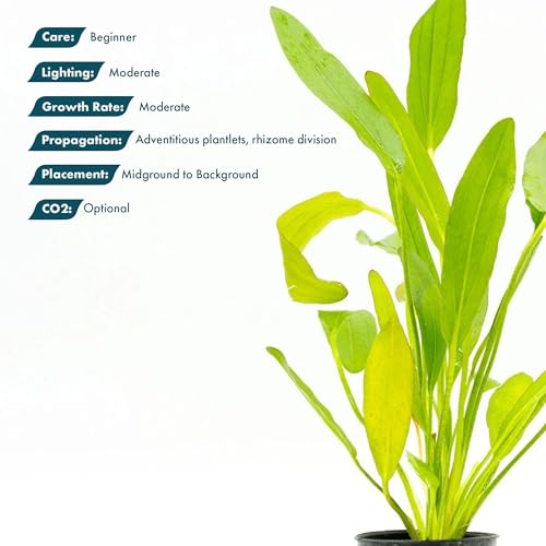 SubstrateSource Echinodorus Red Devil Sword Live Plant for Freshwater Aquariums, Natural Fish Tank Decorations, and Aquatic Decor (1 Pot (2-3 Plants)) - color: Ech. Red Devil, size: 1 Pot