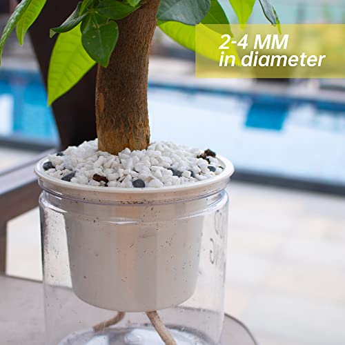 3lb White Cactus Pea Gravel Rocks,1/4 Inch Pebbles for Indoor Plants, Natural Succulent Rock and River Rocks Decorative for Aquariums, Vases, Outdoor Gardening, Top Dressing for Potted Plants - color: White Onyx, size: 3LB