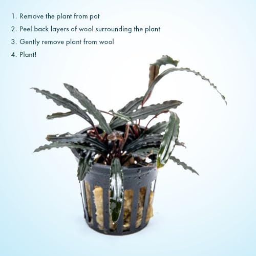 Bucephalandra Velvet 3 Color Potted Live Aquarium Plant - Natural Freshwater Fish Tank Decorations, Aquatic Décor - color: Velvet 3 Color, size: Potted Plant