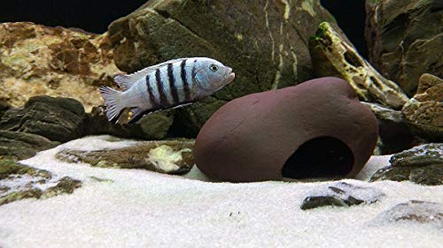 Plecoceramics Cichlid Stone Decoration - Aquarium cave for Cichlids, Betta, Small Fish - Fish Tank Hideway Decor - Betta Toys Hideout Stones House (Stone Medium)
