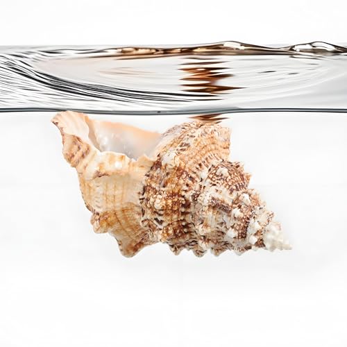 Giant Natural Conch Shell, Frog Seashell 7-8 inches, Large Sea Shell for Vase Filler, Air Plants, Home Decor, Wedding Decor and Beach Theme Party