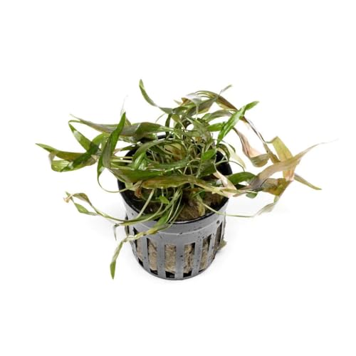 SubstrateSource Live Plants - Cryptocoryne Axelrodi (Cryptocoryne axelrodi) - Low to Medium Light, Olive to Reddish-Brown Freshwater Aquatic Plant, Midground Placement for Aquascaping - Pot, 1 Pack - color: Axelrodi, size: Pot