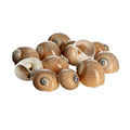 Hermit Crab Shells | Turbo Shells | 12 Natica Lineata Shells 3/4"- 1.5" | Hermit Crab House for Décor | Plus Free Nautical eBook by Joseph Rains