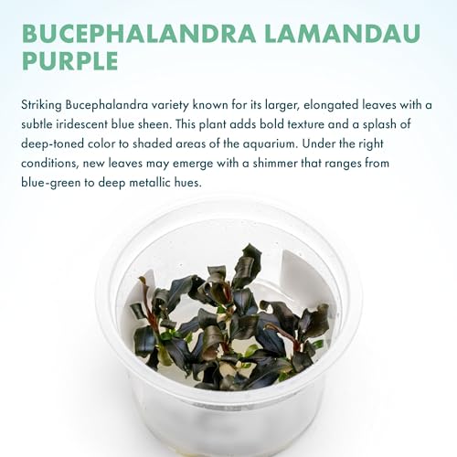SubstrateSource Live Plants - Bucephalandra Lamandau Purple (Bucephalandra sp. 'Lamandau Purple') - Low to Moderate Light, Dark Green with Purplish Tones, Midground Placement - Tissue Culture - 1 Pack - color: Bucephalandra Lamandau Purple